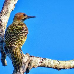 Fernandina's Flicker